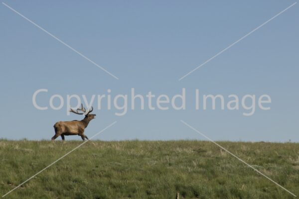 Image Bull elk running 4