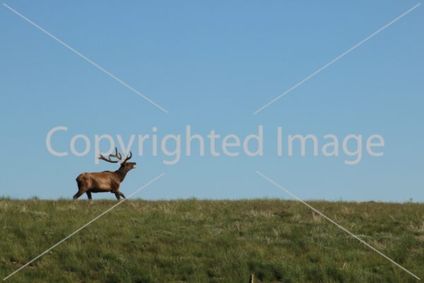 Image Bull elk running 5