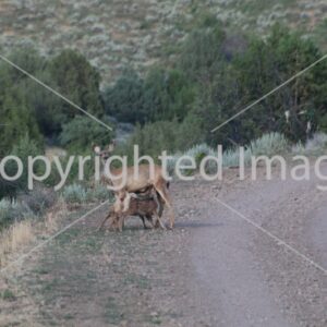 Image Doe with two fawns 1
