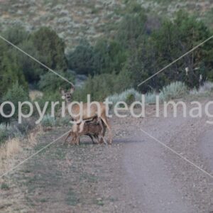 Image Doe with two fawns 2