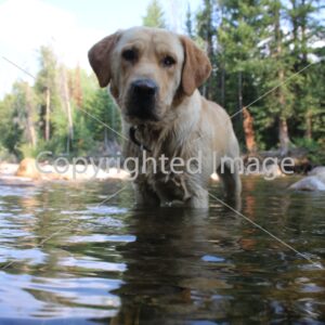 Image Dog in water