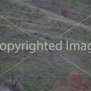 Image Elk on hill 2