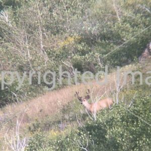Image little mule deer 1