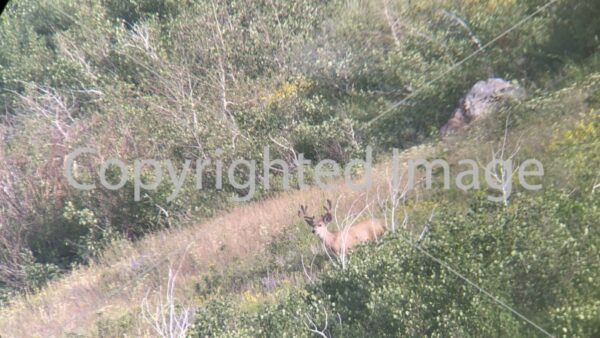 Image little mule deer 1