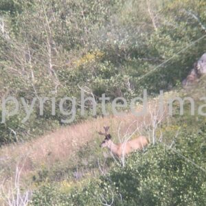 Image Little mule deer 2