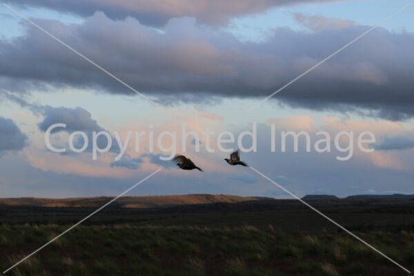 Image Sage grouse flying 1